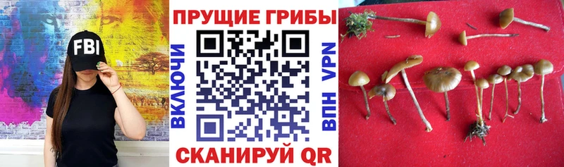 ссылка на мегу ССЫЛКА  Каменка  Псилоцибиновые грибы Cubensis 